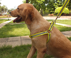 Durable golden retriever reflective harness TPU