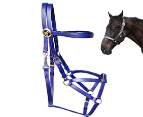 Baby blue endurance bridle halter in PVC