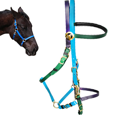 blue halter bridle