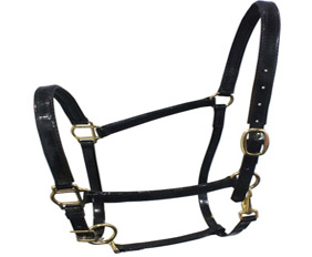 3/4''wide buckle nose halter TPU cool black