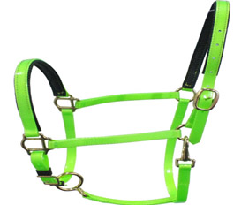 Fancy lime green TPU coated nylon horse halter wholesale for sale