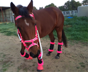 Fancy stitched horse bridles tack wholesale for sale hot pink