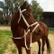 Double nosebands draft horse bridle and rein set