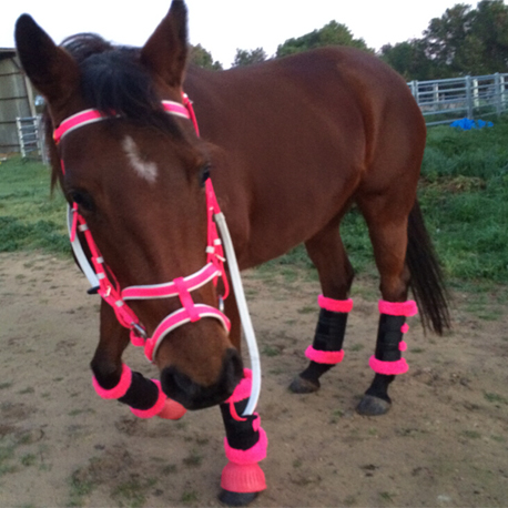 horse bridles tack