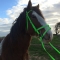 Lime green english bridle with double nosebands in PVC on sale